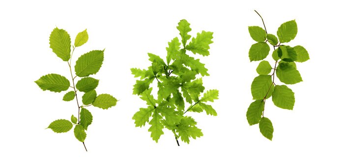 Sticker  Feuilles vertes isolé sur blanc.