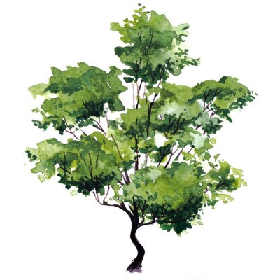 Sticker  Feuilles vertes sur l'arbre