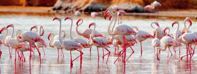 Sticker  Flamants roses dans le lac Bogoria