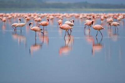 Flamants roses sur un lac avec un fond flou