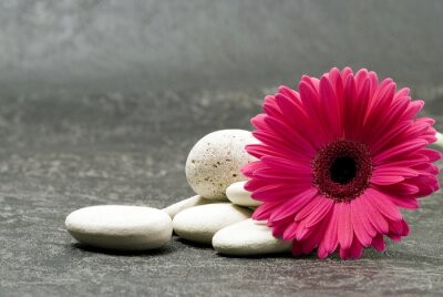 fleur avec des pierres sur du béton