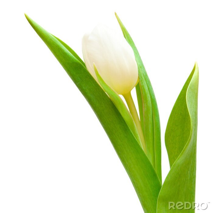 Sticker  Fleur blanche avec des feuilles