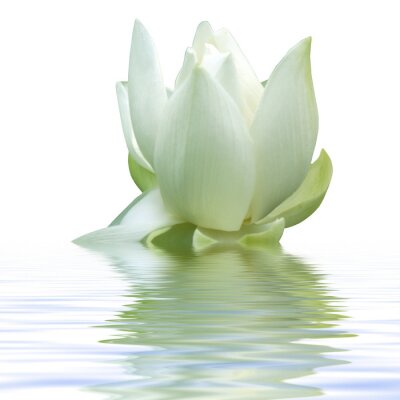 Fleur blanche dans l'eau