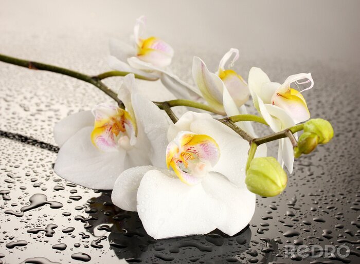 Sticker  Fleur blanche et gouttes d'eau