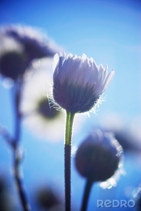 Sticker  Fleur d'abstraction