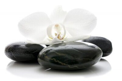 Fleur d'orchidée sur des pierres zen