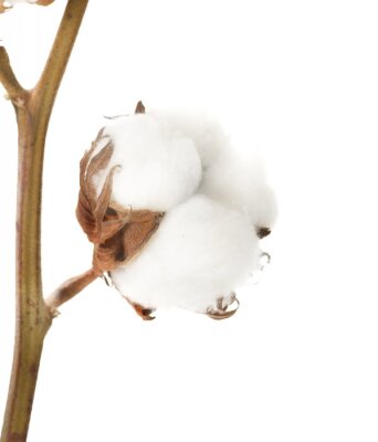 Sticker  Fleur de coton blanc