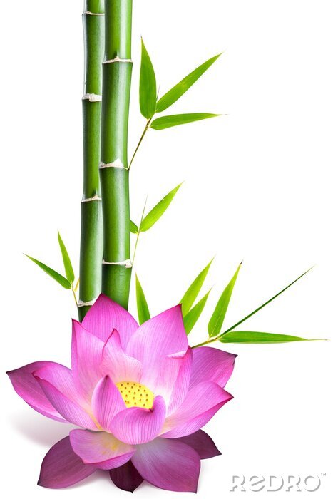 Sticker  fleur de lotus et bambou