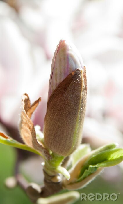 Sticker  fleur de magnolia