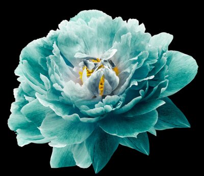 Fleur de pivoine turquoise