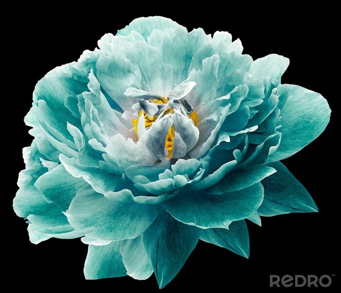 Sticker  Fleur de pivoine turquoise
