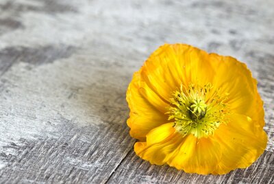 Fleur jaune sur un vieux bois