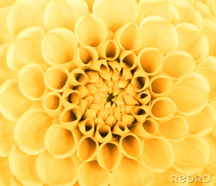 Sticker  Fleur jaune sur une macro