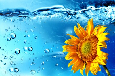 Fleur orange et gouttes d'eau