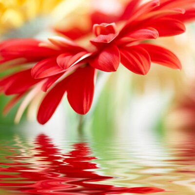 Fleur rouge et l'eau