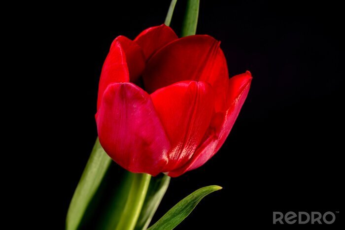 Sticker  Fleur rouge et paysage noir