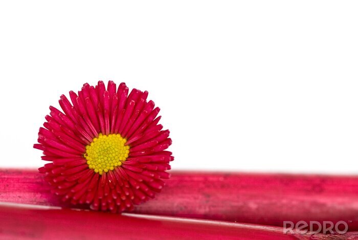 Sticker  Fleur rouge sur bambou