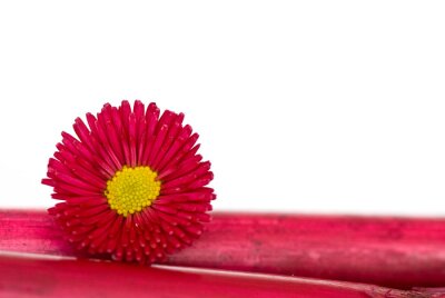 Sticker  Fleur rouge sur bambou