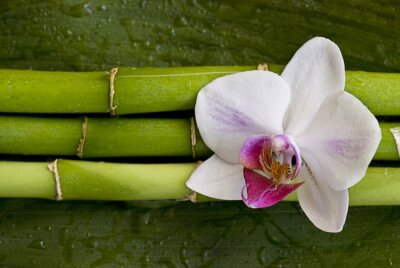 Sticker  fleur sur bambou vert