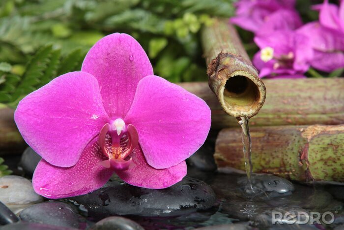 Sticker  fleur sur des pierres dans l'eau