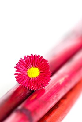 Sticker  Fleur sur une tige rouge