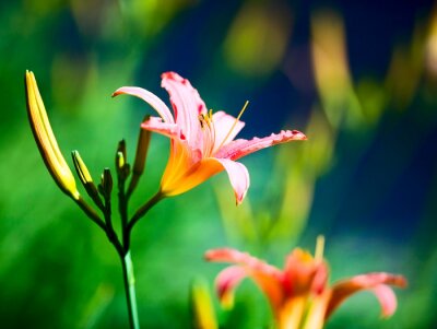 Sticker  Fleur tropicale sur fond flou