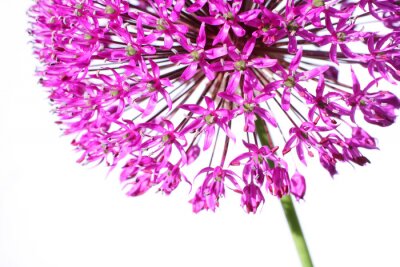 Fleur violette dans un zoom