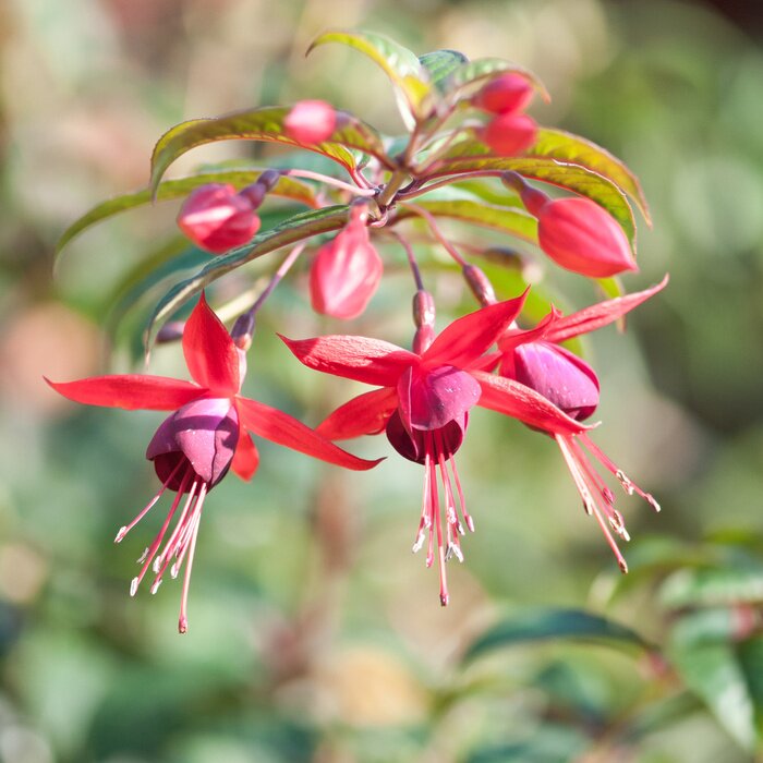 Sticker  Fleurissant dans