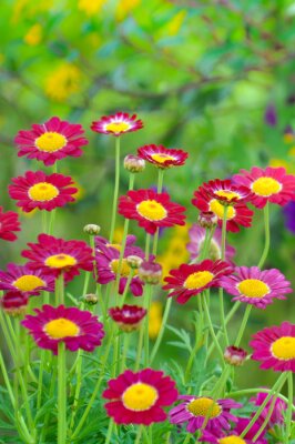 Sticker  Fleurs 3D aux pétales rouges