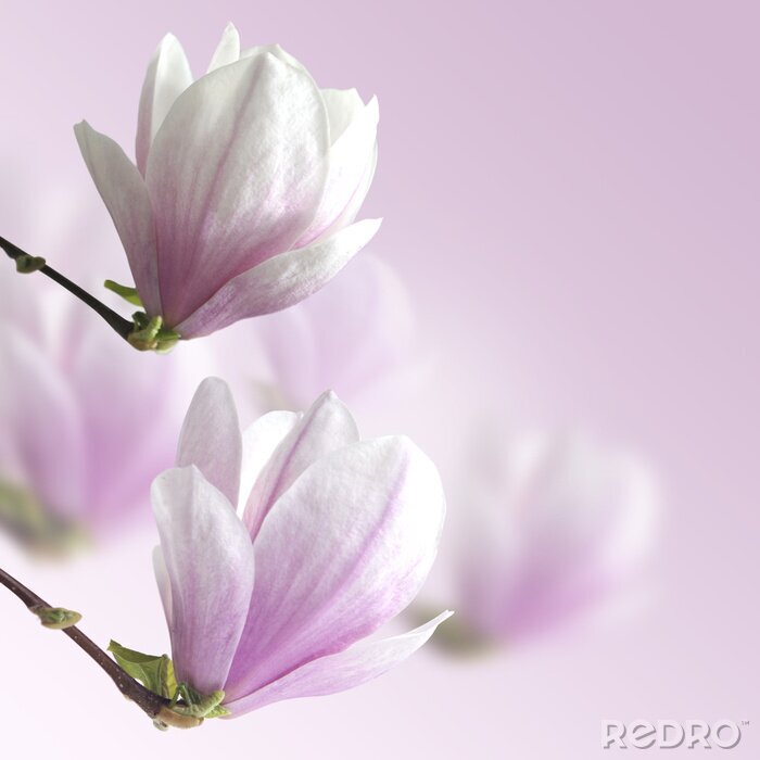 Sticker  fleurs 3d en rose