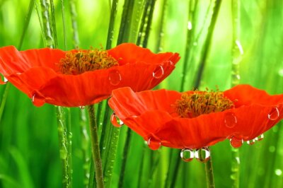 Sticker  fleurs avec des gouttes d'eau