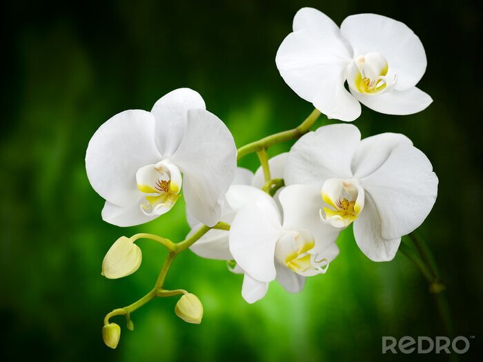 Sticker  Fleurs blanches d'une orchidée