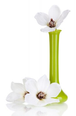 Fleurs blanches dans un vase vert