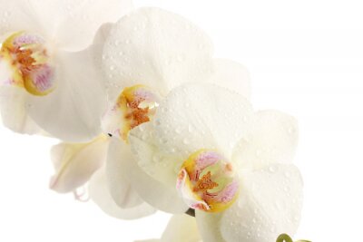 Sticker  Fleurs blanches en gouttes de pluie