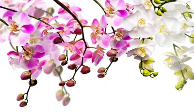 Fleurs blanches et roses