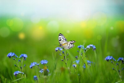 Sticker  Fleurs bleues et un papillon