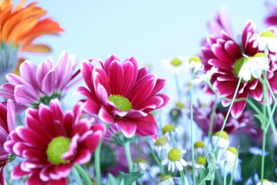 fleurs colorées d'été