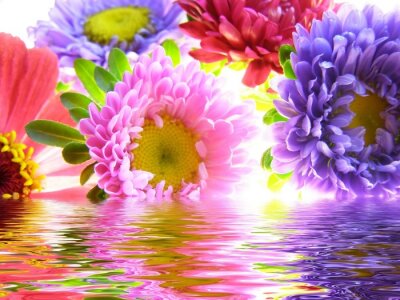 Fleurs colorées dans l'eau