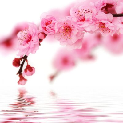 Fleurs de cerisier au printemps dans l'eau rendue