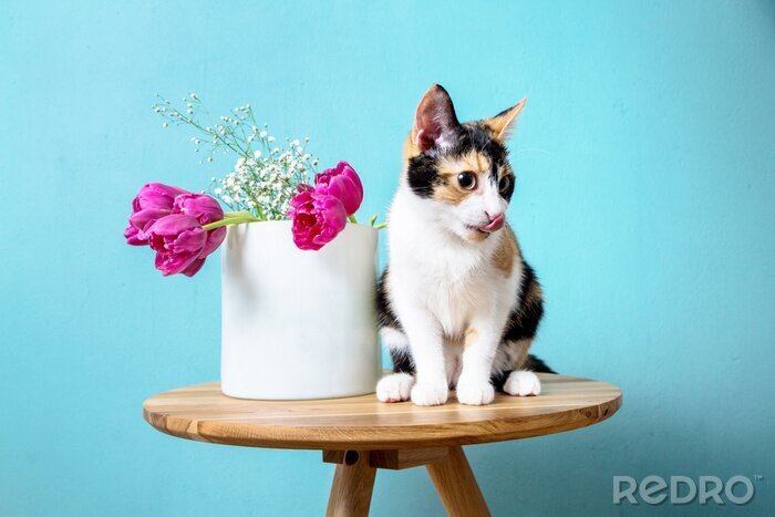 Sticker  Fleurs de chats dans un vase et un chat léchant