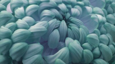 Fleurs de chrysanthème turquoise close up