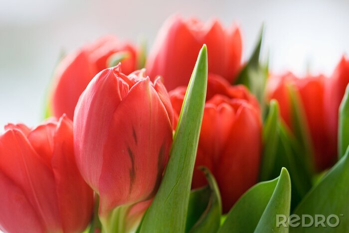 Sticker  Fleurs de couleur saumon en gros plan