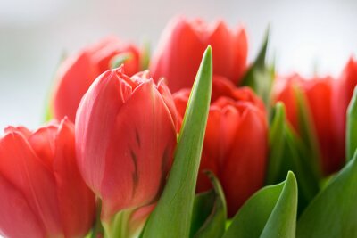 Sticker  Fleurs de couleur saumon en gros plan