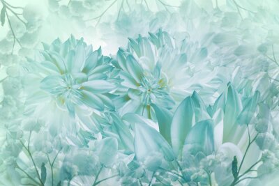 Fleurs de dahlia turquoise