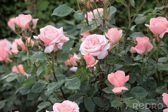 Sticker  Fleurs de jardin