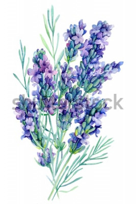 Sticker  Fleurs de lavande peintes à l'aquarelle
