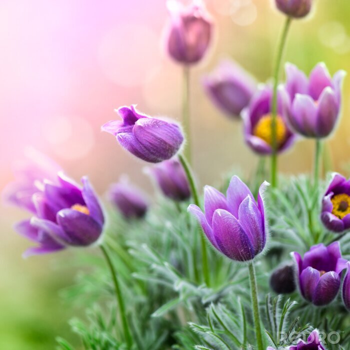 Sticker  Fleurs de lilas de printemps dans la nature