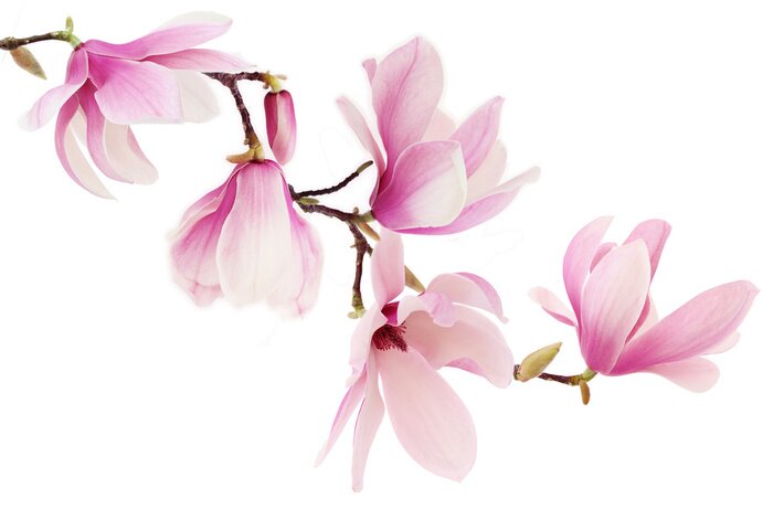 Sticker  Fleurs de magnolia rose sur une branche