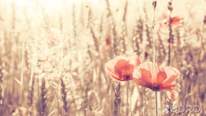 Sticker  Fleurs de pavot rétro tonique au lever du soleil, la profondeur de champ.