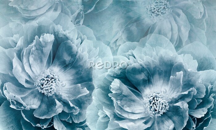 Sticker  Fleurs de pivoines bleues